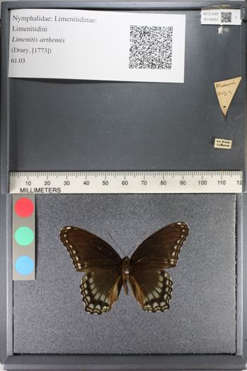 Media type: image;   Entomology 136657